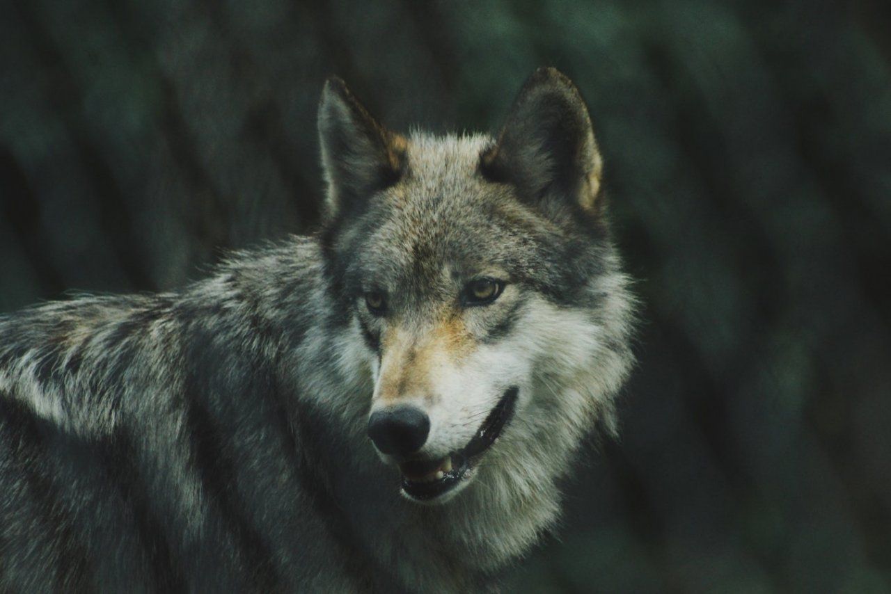 Камера на предприятии в Коми засняла, как волк уносит в зубах собаку (видео 16+)