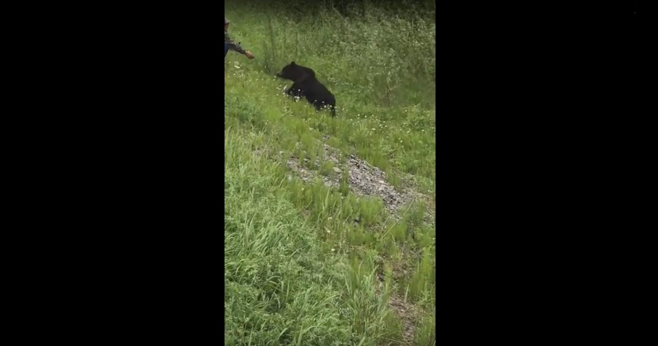 Житель Коми давал медведю еду с рук, а его друг снял это на видео