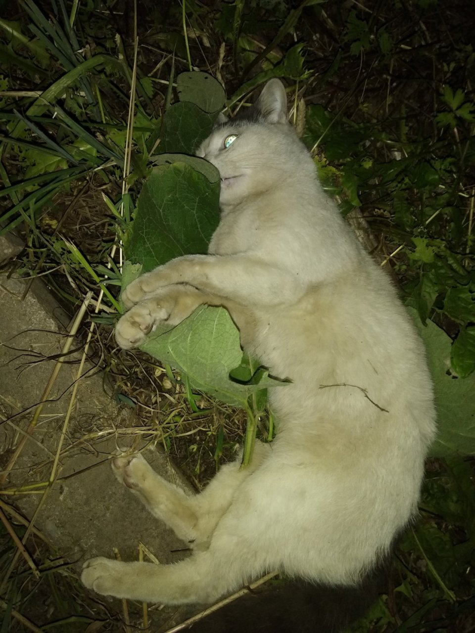 В Сыктывкаре сбили кошку и оставили ее умирать (фото)