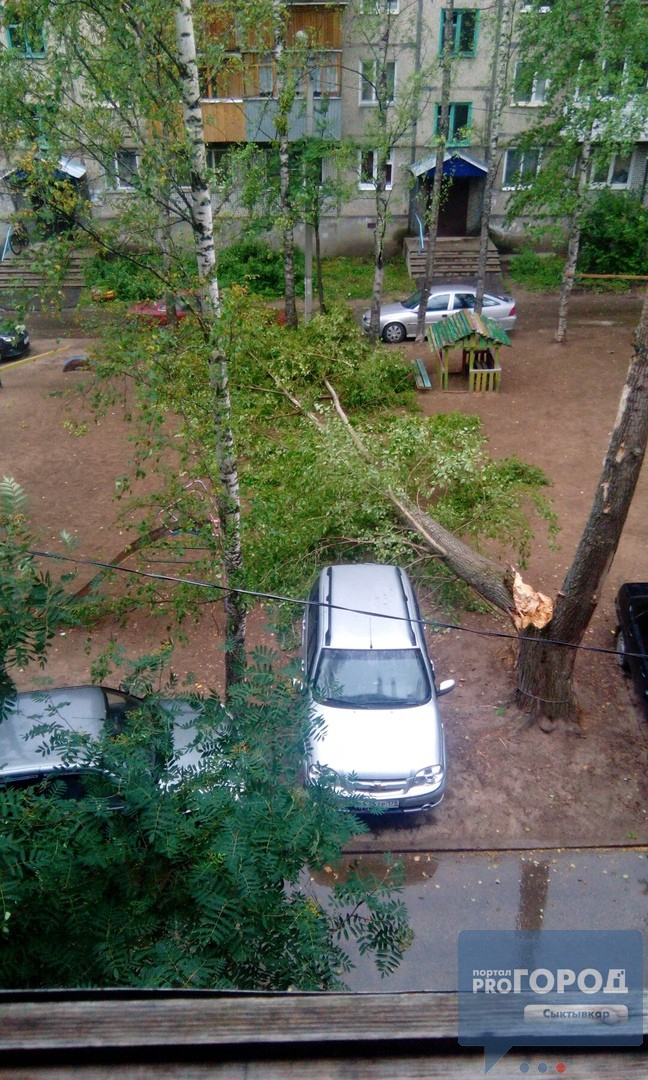 В Сыктывкаре на детскую площадку рухнуло огромное дерево (фото)