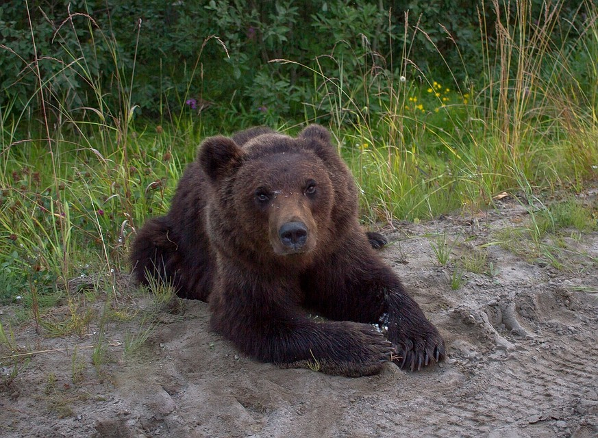 Убийство медвежонка на трассе под Усинском прокомментировали в правительстве Коми