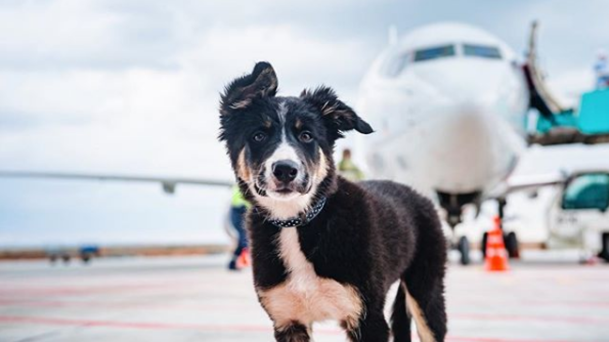 Самолет «Сыктывкар - Москва» не смог приземлиться из-за собаки