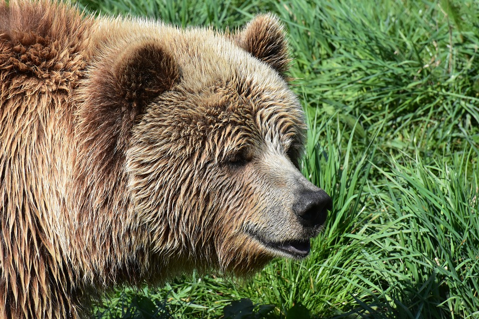 Стало известно, когда жители Коми смогут самостоятельно отстреливать медведей