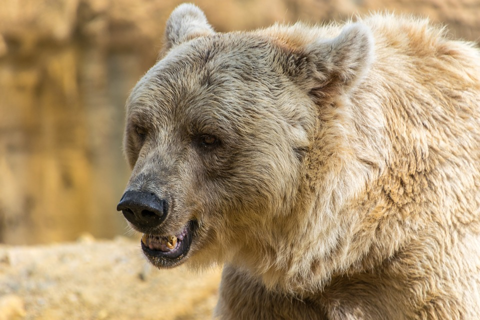 В коми поселке медведь напугал маму с годовалым ребенком