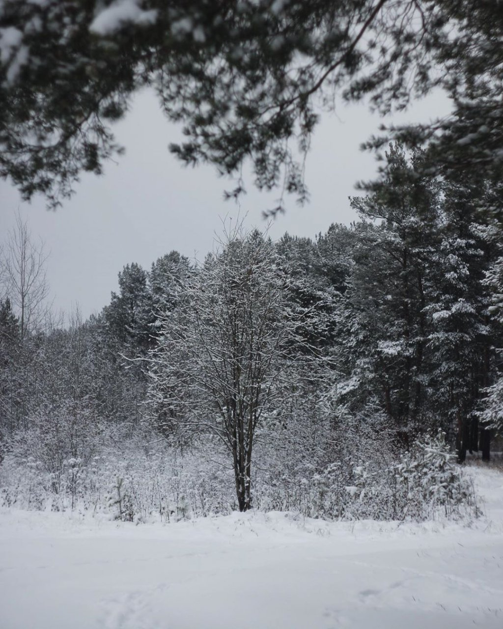 Фото дня в Сыктывкаре: безмятежный зимний лес