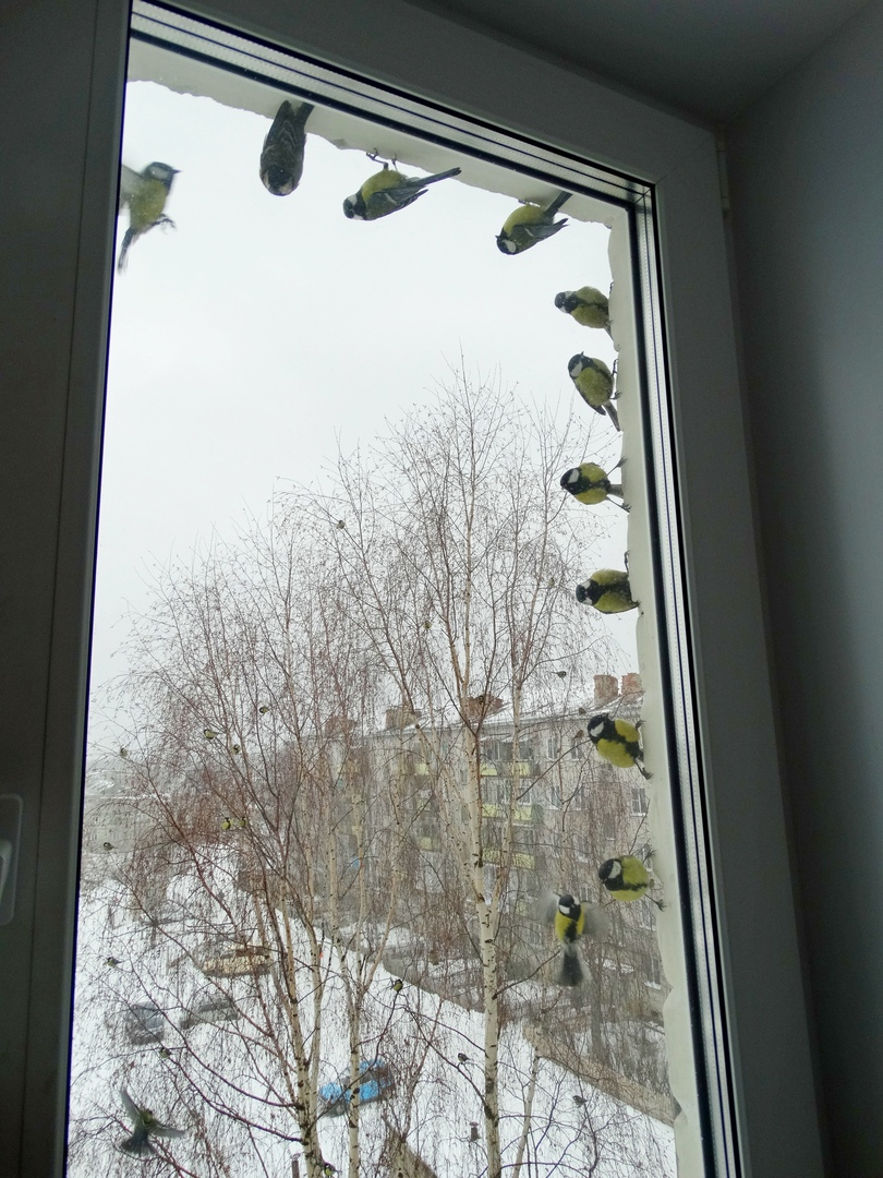 Фото дня в Коми: 11 желтых синиц окружили окно многоэтажки