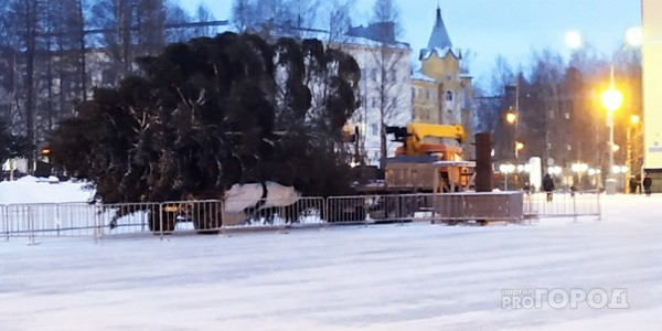 В Сыктывкар привезли главную новогоднюю елку (видео)