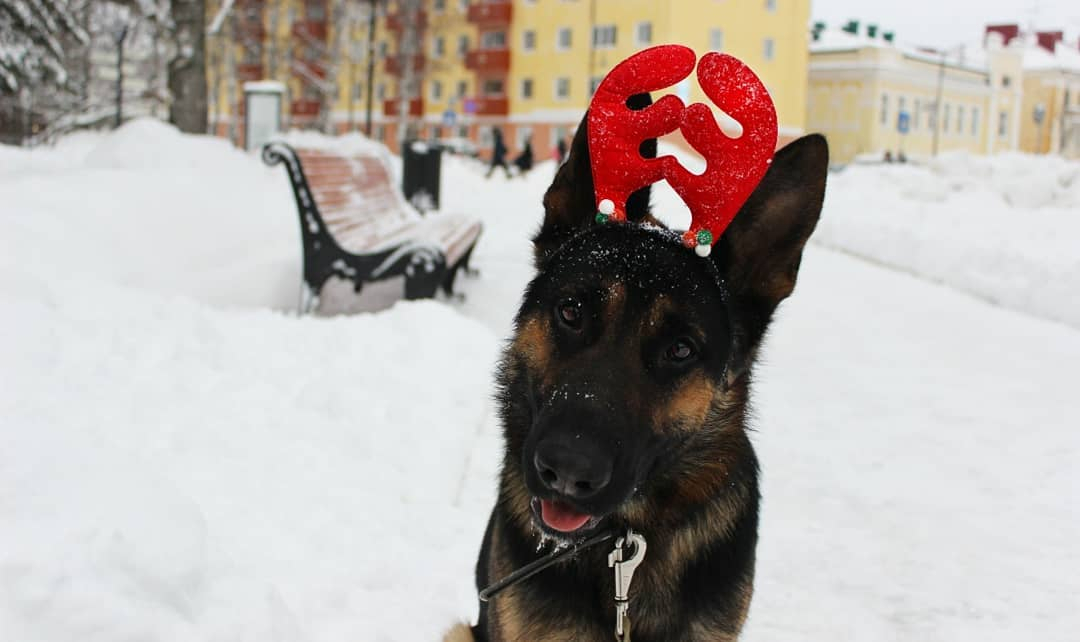 Фото дня в Сыктывкаре: рогатый пес в самом сердце столицы