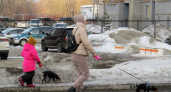 В Коми чиновники предлагают регистрировать собак в обязательном порядке