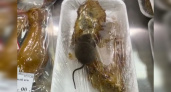 В магазине Усинска очевидцы засняли на видео мышь на прилавке с едой  