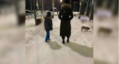 Жительница Екатеринбурга заставила сына выгуливать собаку без обуви в мороз