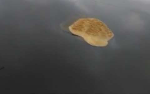 Сыктывкарец снял на видео жуткую желтую пену на реке