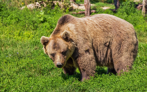 В коми поселок, где недавно видели медведицу с потомством, пришел взрослый медведь