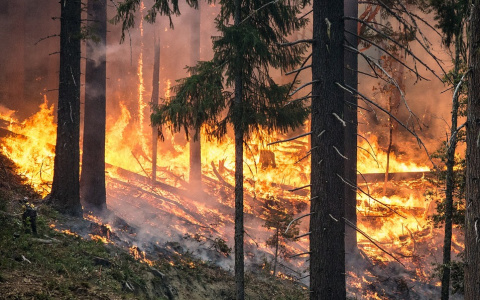 С начала пожароопасного сезона в Коми четыре раза горел лес