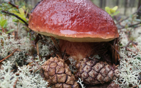 Места надо знать: жители Коми хвастаются урожаем свежих грибов в соцсетях (фото)