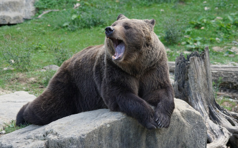 Жителей Коми напугал медведь, который ломился в лесную избушку
