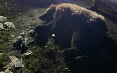 В Коми застрелили крупного медведя, который пришел прямо в поселок (фото)