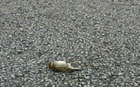 В Коми обнаружили целую стаю мертвых птиц (фото)