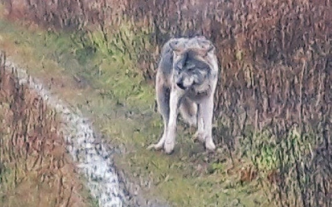 Жителей Коми напугал взрослый волк, который бродил по селу (фото)