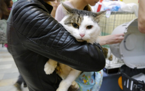 14 кошек в квартире: сыктывкарские волонтеры рассказали, как они спасают брошенных животных