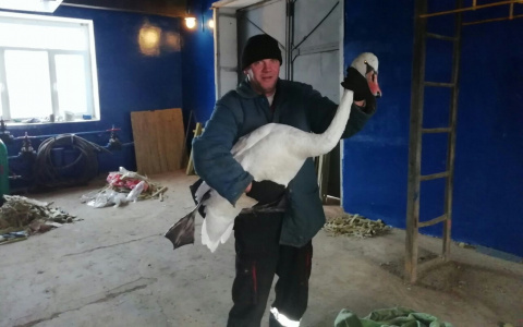 В Коми спасли двух лебедей (видео)