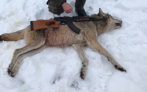«Минус один!»: в Коми убили огромную волчицу с человеческий рост (фото)