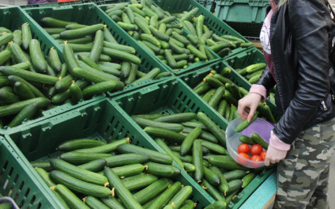 В Коми пенсионерам будут доставлять бесплатные свежие овощи