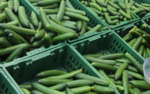 МЧС России: овощи и зелень нужно замачивать в воде после покупки