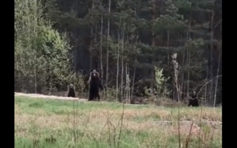 Медведи начали выходить из лесов Коми к людям (видео)