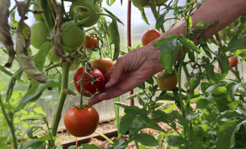 Благоприятные дни и полезные советы: лунно-посевной календарь для богатого урожая на 2026 год