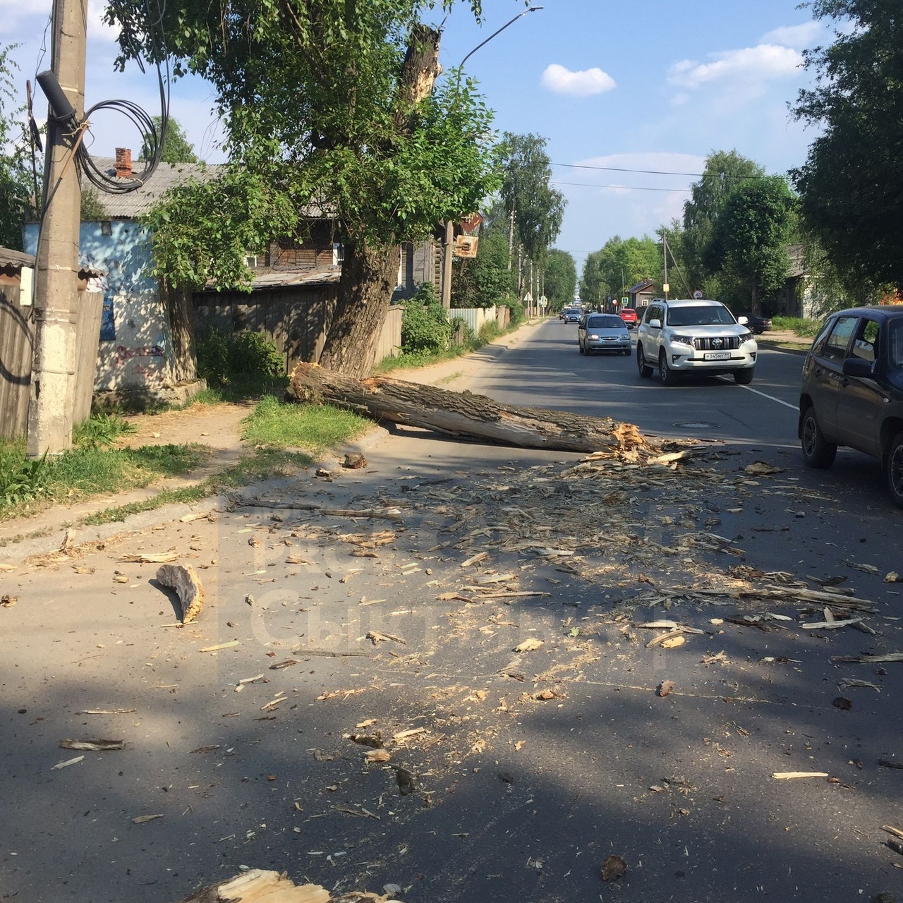 В Сыктывкаре на машину с пассажирами рухнуло огромное дерево