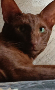 Кот Гоша, он же Гога, он же Георгий, он же Любимка