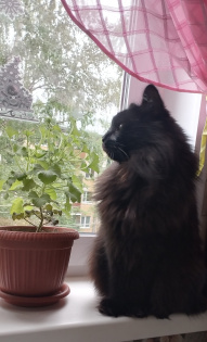 Козлова Наталья