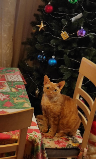 Ожидание Нового года.