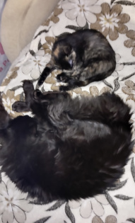 Кузя и муся