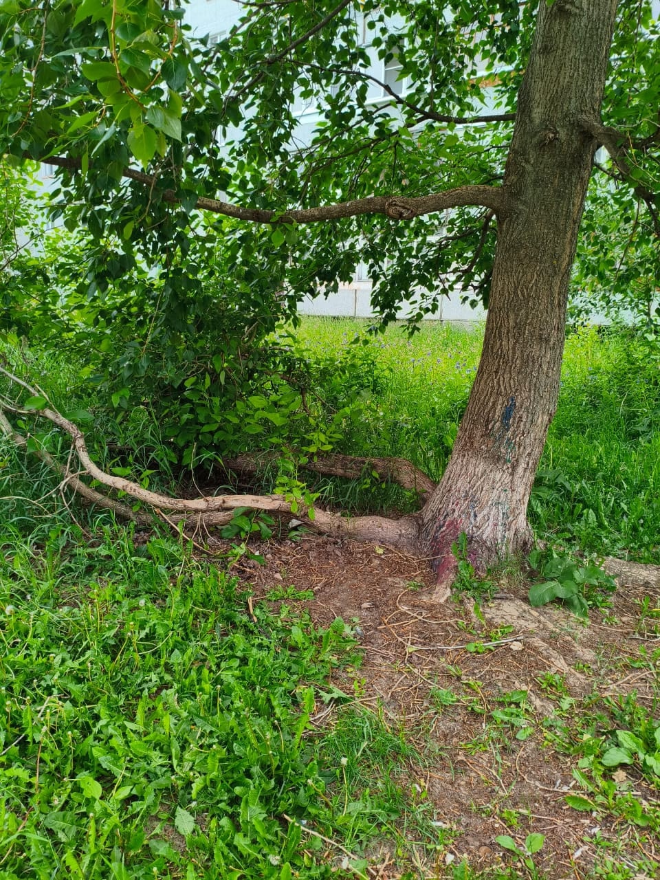 Изображение к жалобе