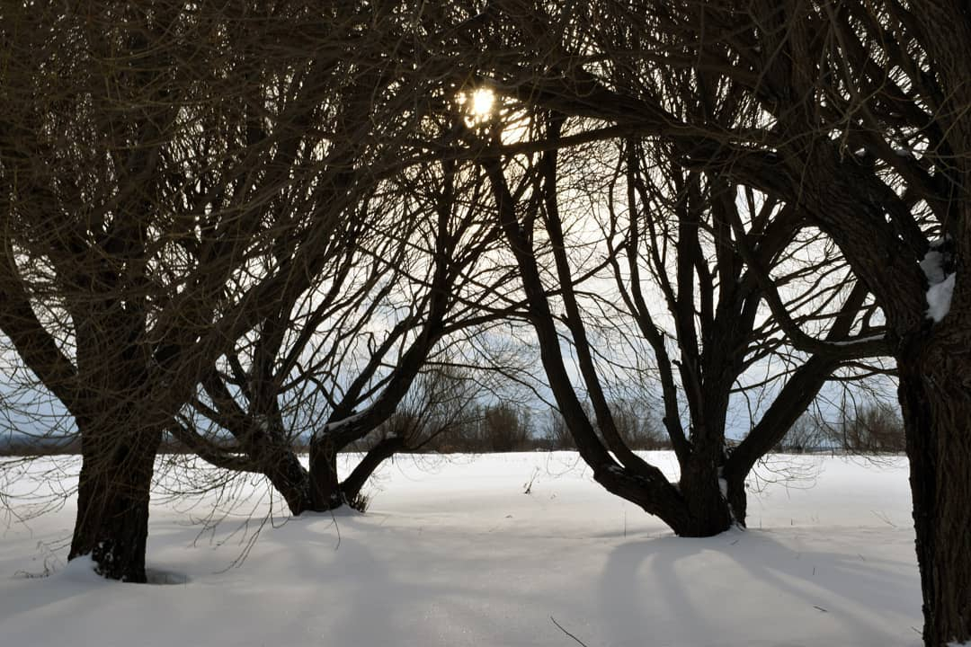 Фото дня в Сыктывкаре: зимний сон ботанического сада