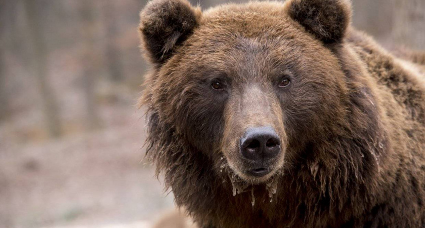 Медведь стал подозреваемым в убийстве жителя Коми 