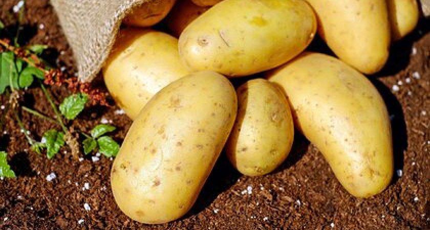 Эксперт предупредила о серьезном подорожании картофеля