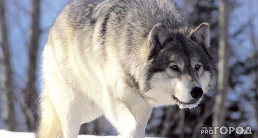 Глава Коми: выплаты охотникам за волков будут
