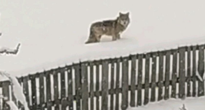 Под Сыктывкаром заметили волка: хищник загрыз собаку, люди просят о помощи