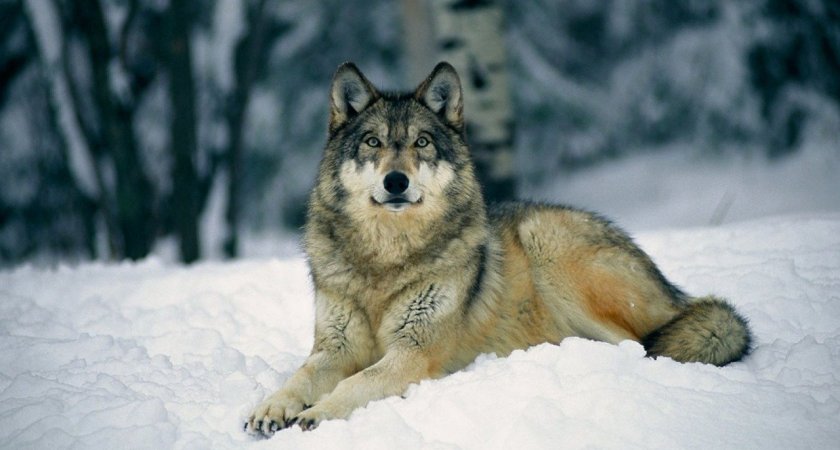 В Коми прекращаются выплаты за добычу волка