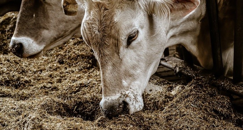 В Коми обнаружен очаг опасного заболевания рогатого скота