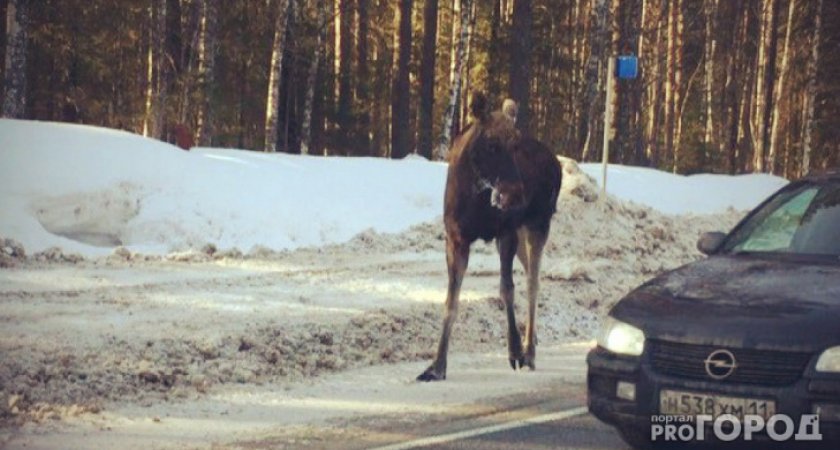 В Коми бензовоз налетел сразу на трех лосей