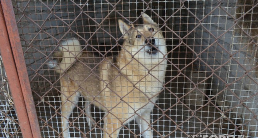 Сыктывкарский приют «Друг» просит помощь в передержке собак на период морозов