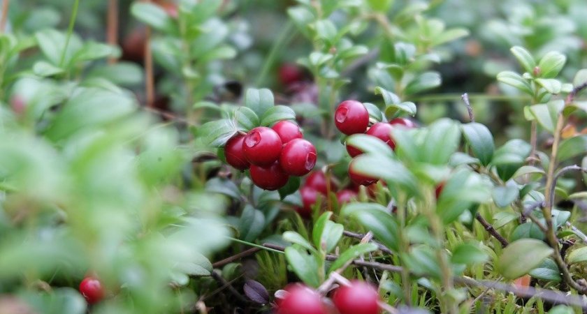 Врач назвал свойства одного из самых популярных и вкусных народных средств