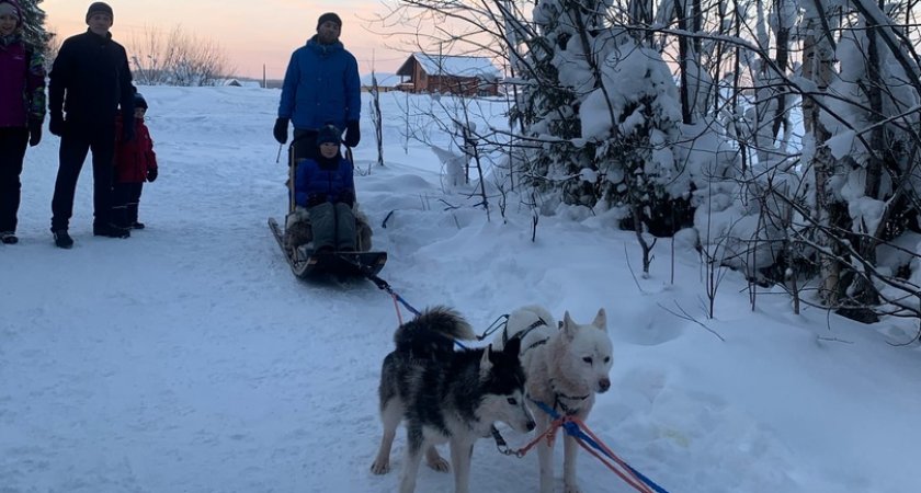 «Уставшие и измученные»: сыктывкарка испугалась за собак на аттракционе у лыжной базы
