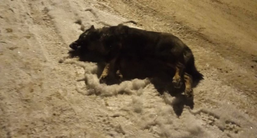 В Сыктывкаре нашли несколько мертвых собак