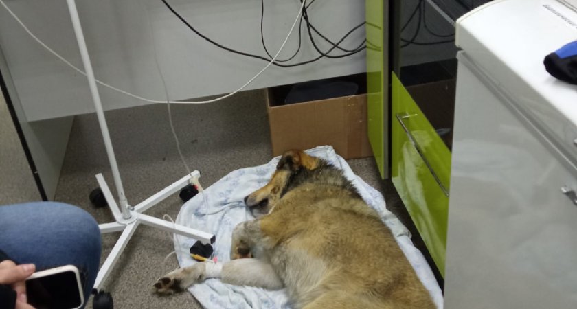 В Сыктывкаре пес чудом выжил после отравления и вернулся в любящую семью