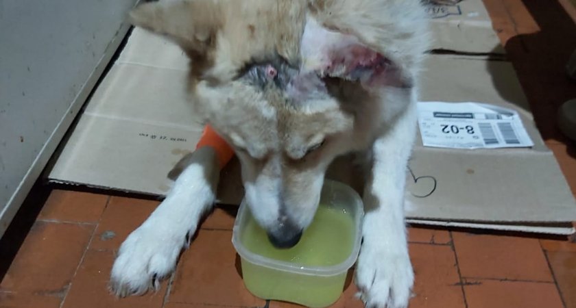 В Коми в собаку выстрелили из дробовика и бросили умирать